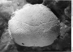Historisches Foto von Cyclothyreus sp. (NHMW-AFW-GEO-BACHMAYER-FOTO-1990-0041-3318)